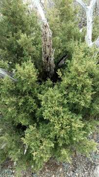 Image of Pinchot's juniper