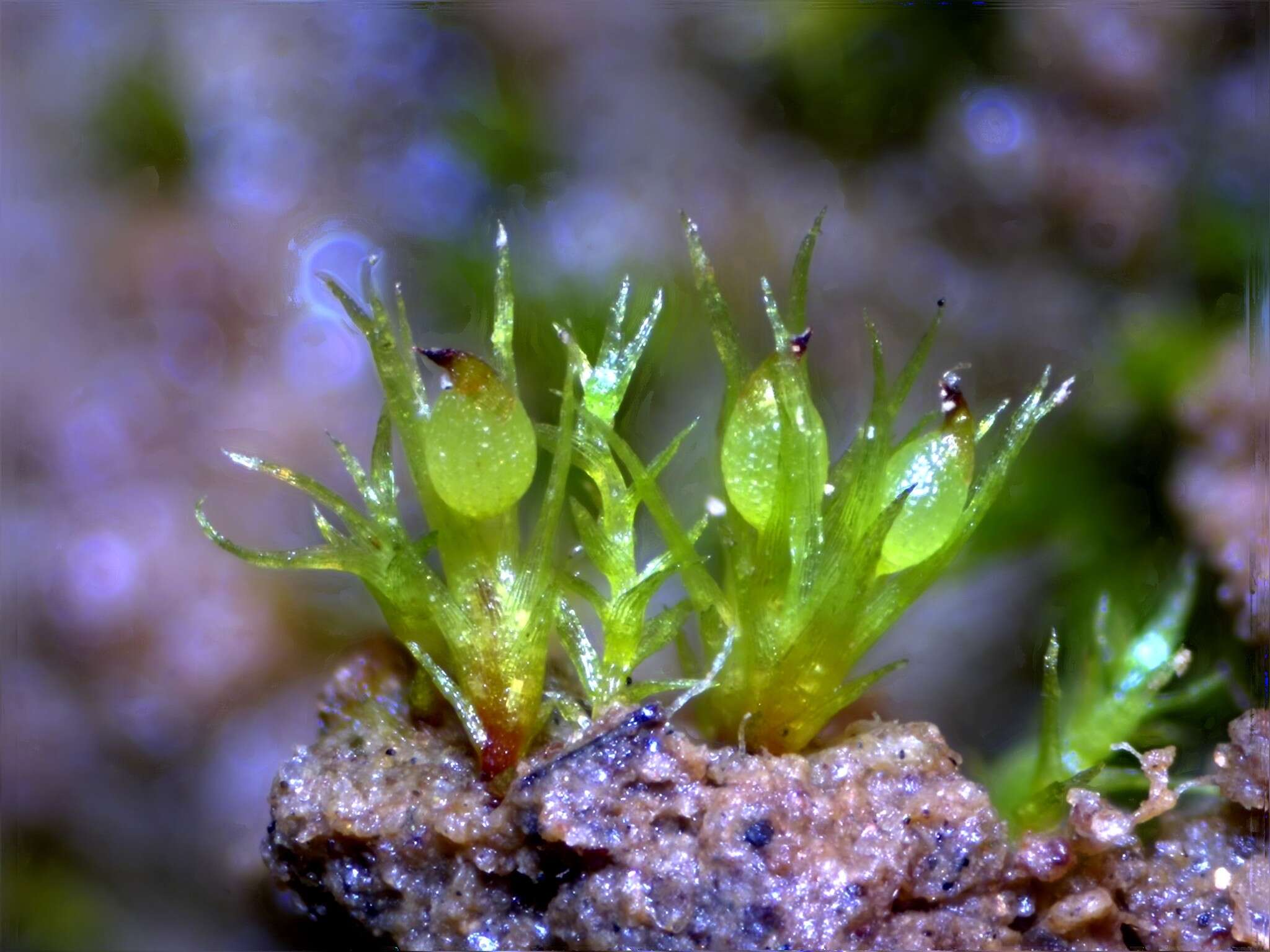 Image of pseudephemerum moss