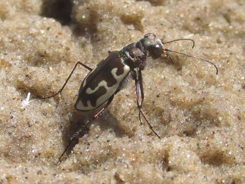 Image of Beach tiger beetle