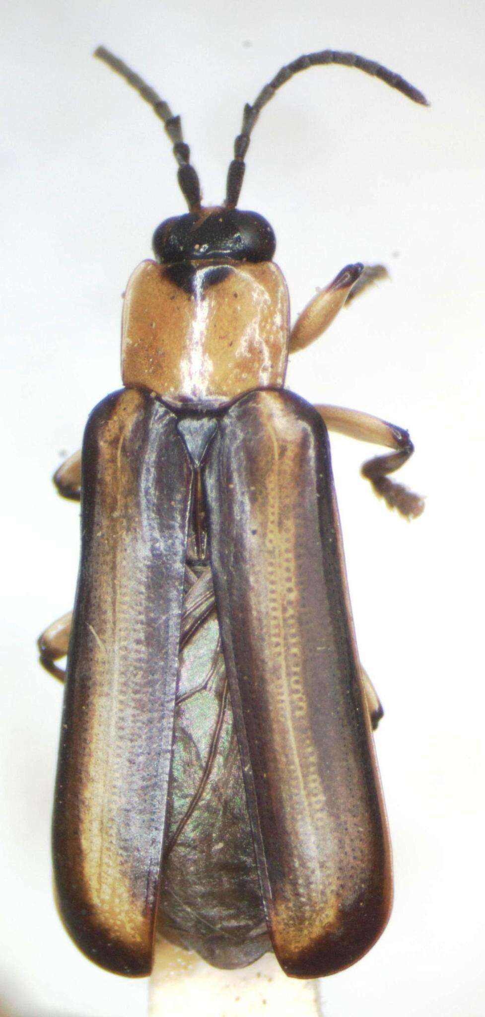 Image of Cephaloleia belti Baly 1885