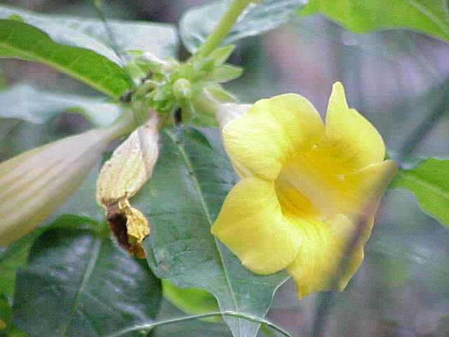 Image of bush allamanda