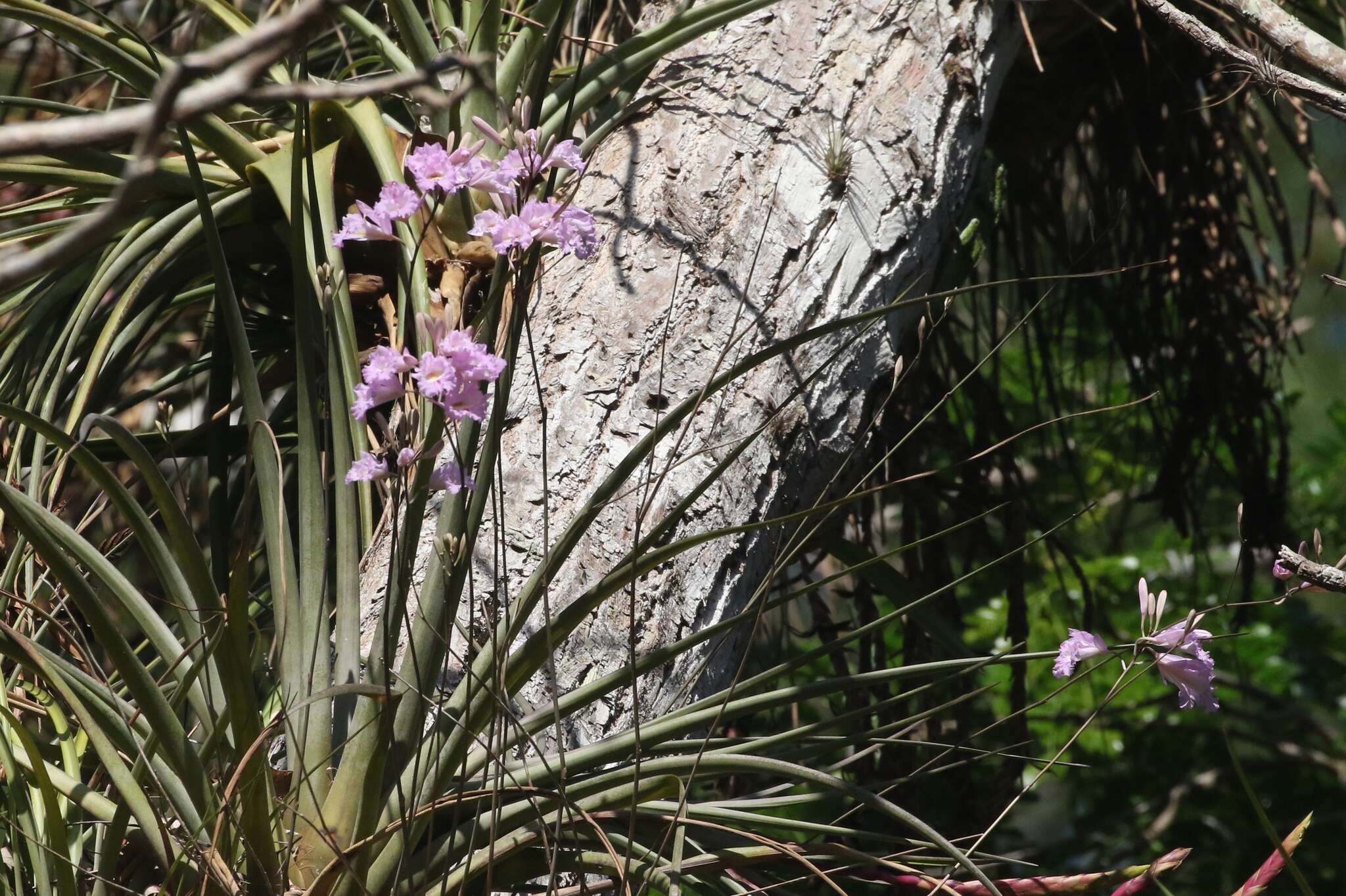 Image of Broughtonia lindenii (Lindl.) Dressler