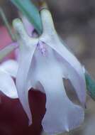 Image of Yellowspike orchids