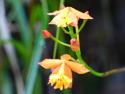 Plancia ëd Epidendrum radicans Pav. ex Lindl.