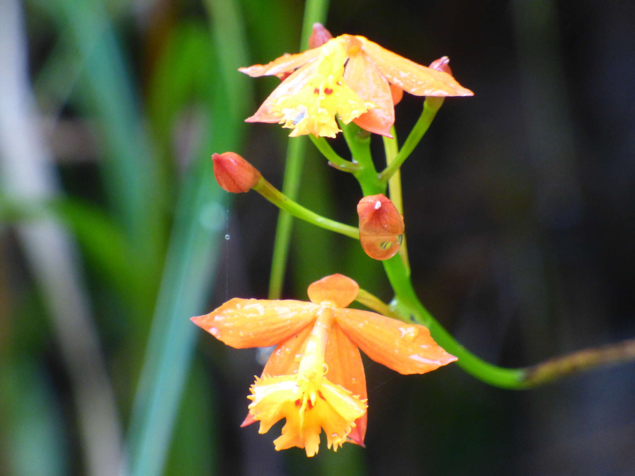 Image of Fire star orchid
