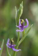 Image of Woodcock bee-orchid