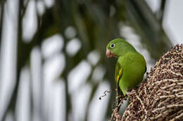 صورة Brotogeris chiriri chiriri (Vieillot 1818)