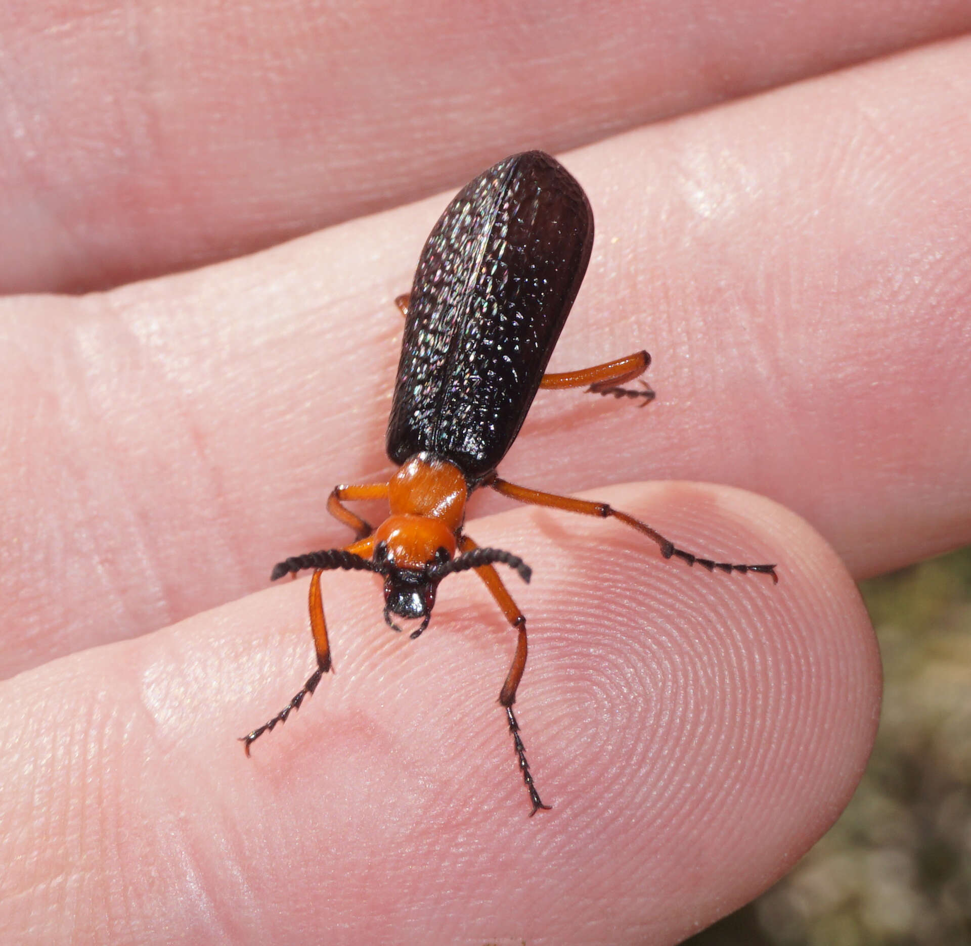 Image of Master Blister Beetle