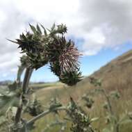 Image of Chorro Creek bog thistle