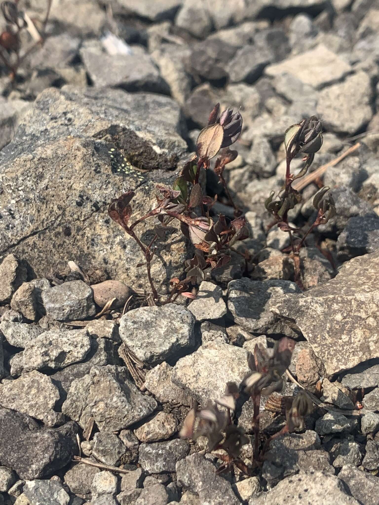 Слика од Polygonum minimum S. Wats.