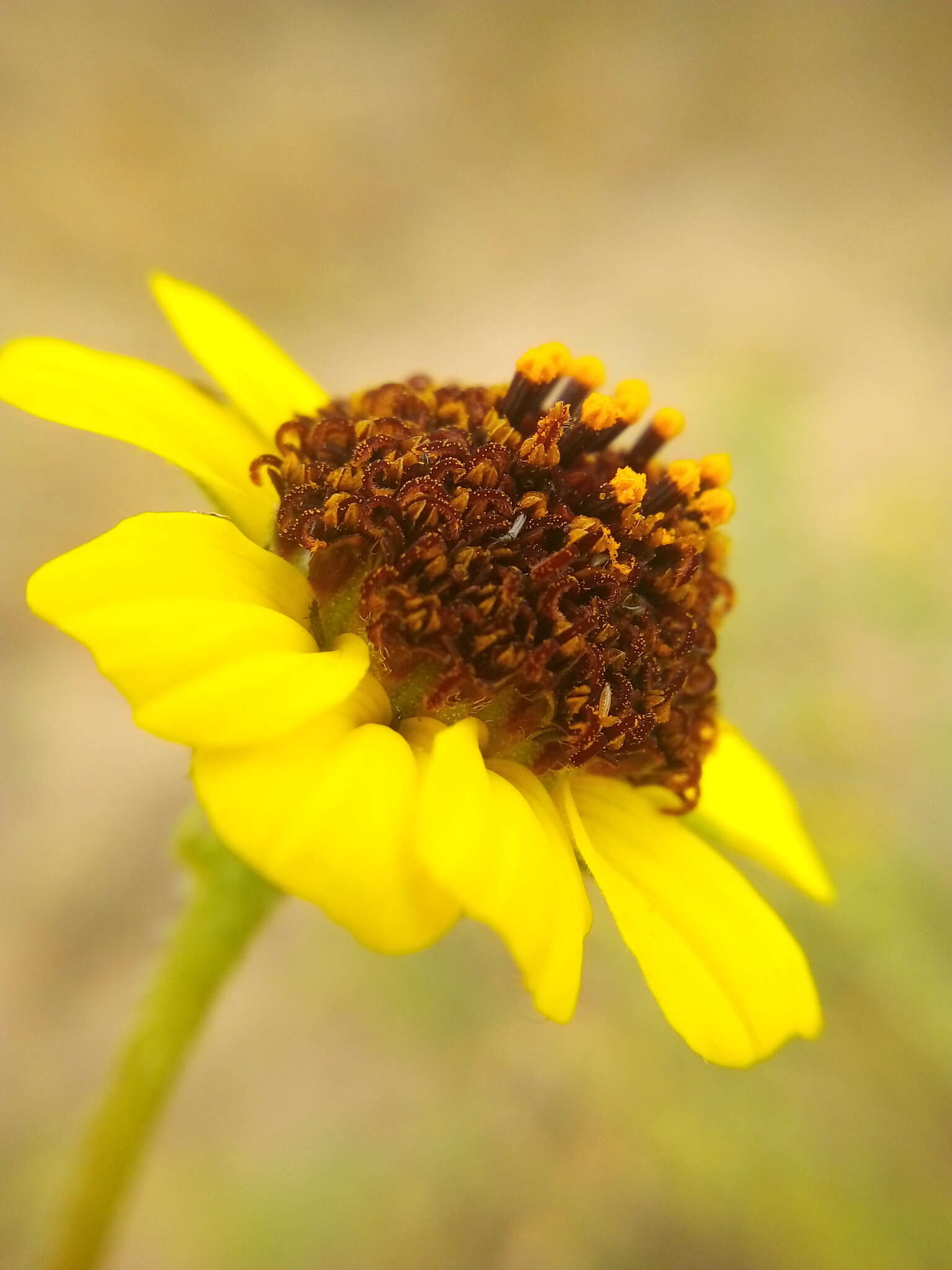 Sivun Encelia palmeri Vasey & N. E. Rose kuva