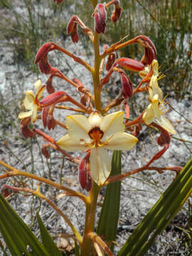 Image of Wachendorfia paniculata Burm.