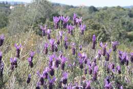 Imagem de Lavandula stoechas L.