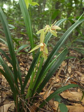 Image de Cymbidium ensifolium (L.) Sw.