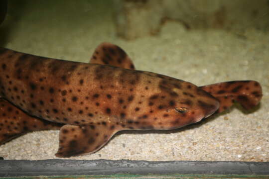 Image of Swell Shark