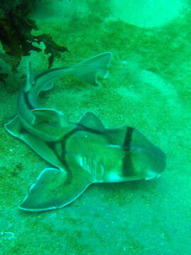 Image of Port Jackson Shark