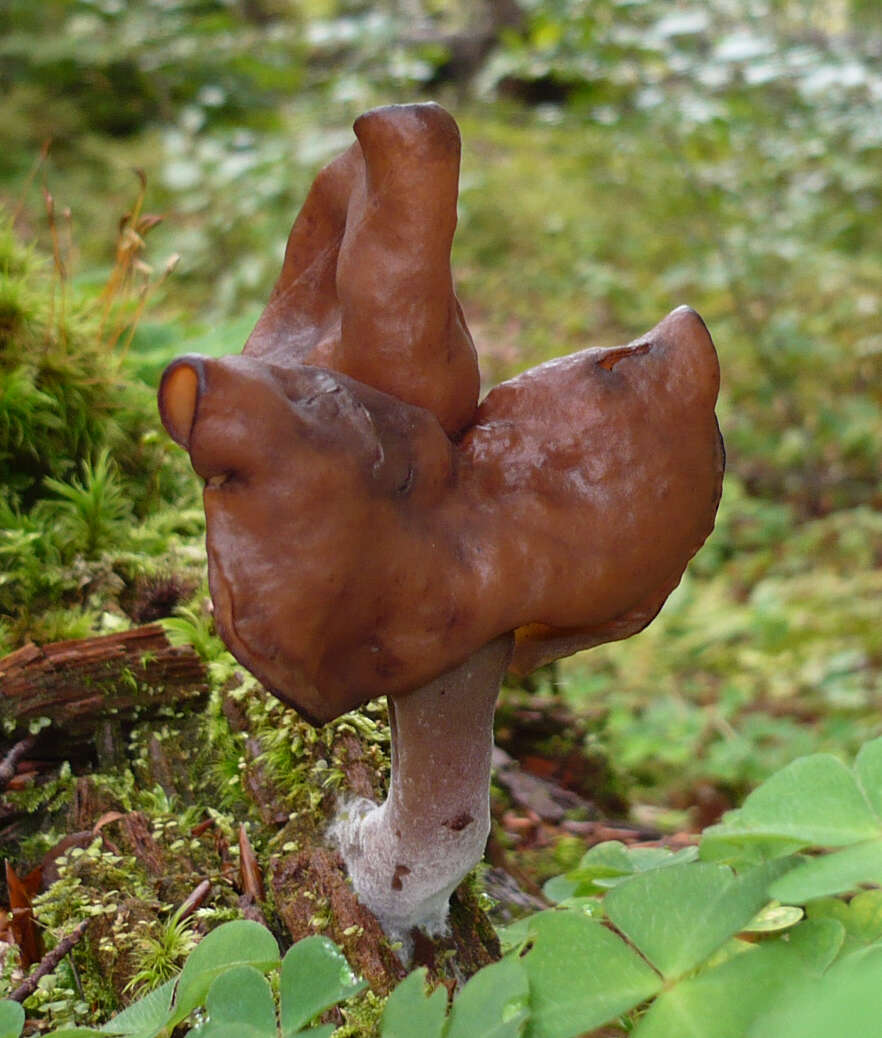 Image of Hooded false morel