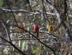 Image of Red Tanager