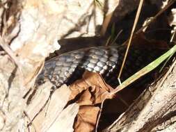 Image of Cubophis fuscicauda (Garman 1888)