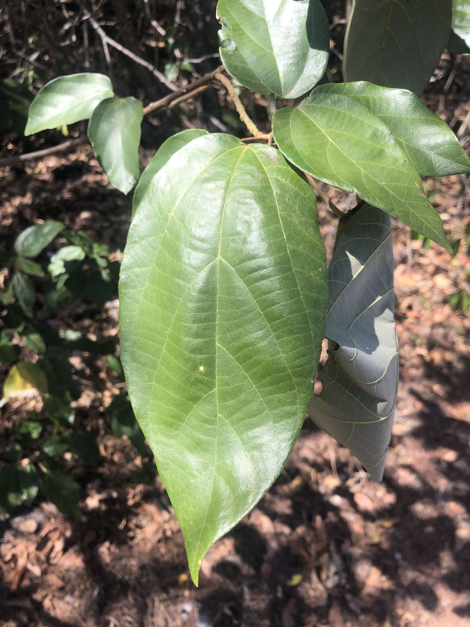 Image of kamala tree