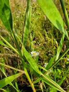 Plancia ëd Boltonia asteroides var. recognita (Fern. & Grisc.) Cronq.