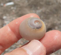 Image of Josephine's moonsnail