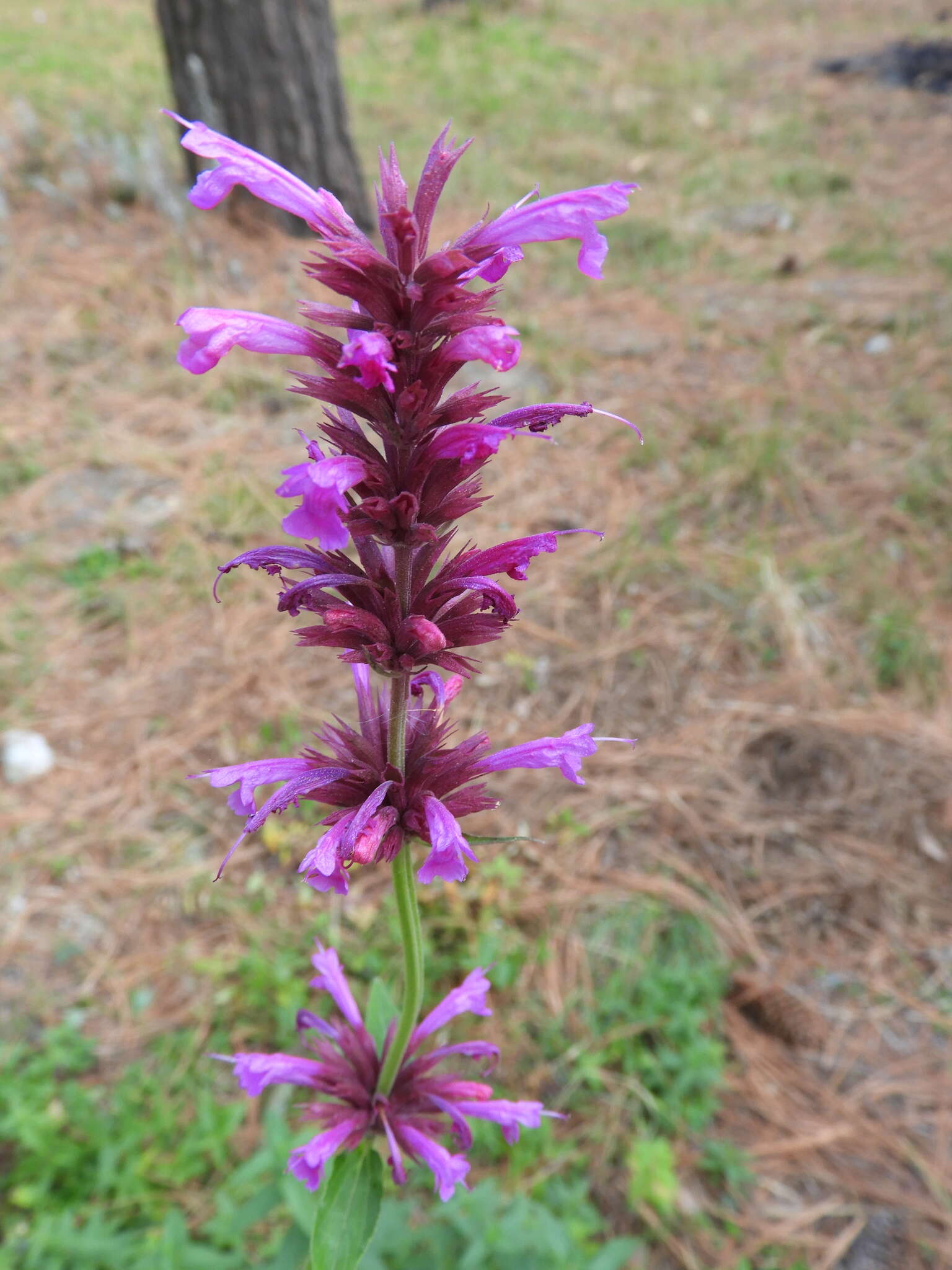 Image of Mexican giant hyssop