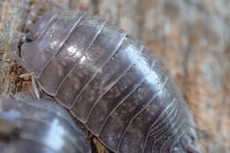 Image of Isopod