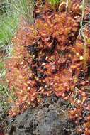 Image of Drosera collinsiae Brown ex Burtt Davy