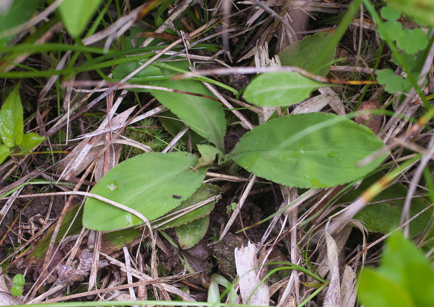 Sivun Chamaelirium japonicum kuva