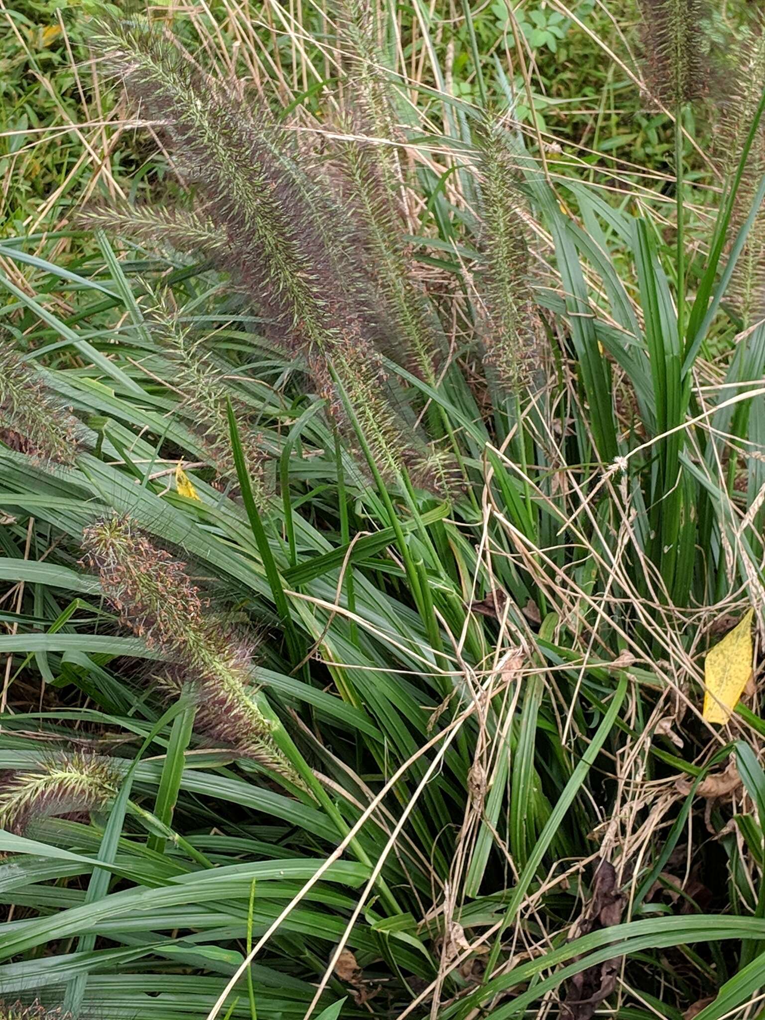 Sivun Cenchrus alopecuroides (L.) Thunb. kuva