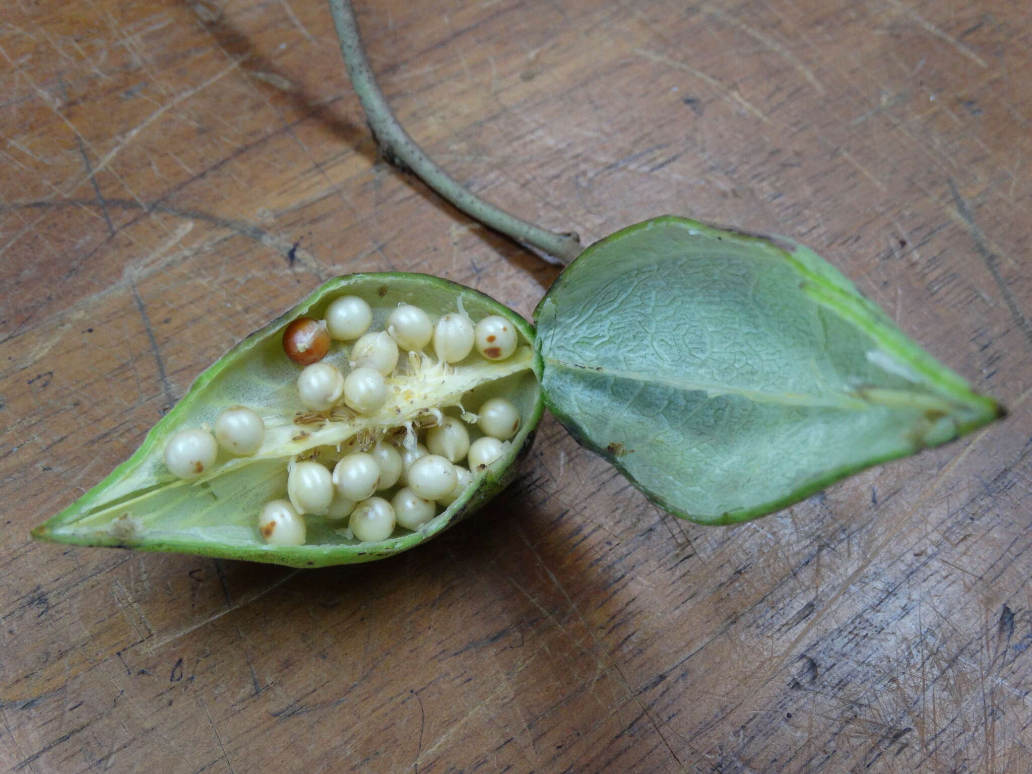 Imagem de Cochlospermum gonzalezii (Sprague & L. Riley) Byng & Christenh.