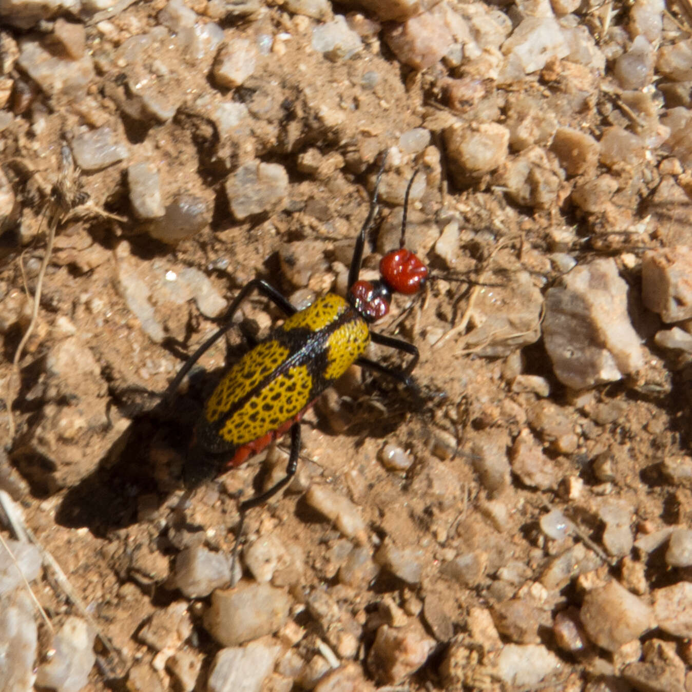 Image of Iron Cross Blister Beetle