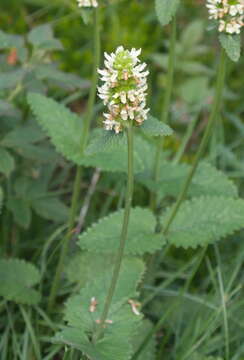 Image de Betonica alopecuros subsp. alopecuros