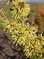 Image of Japanese Witch Hazel