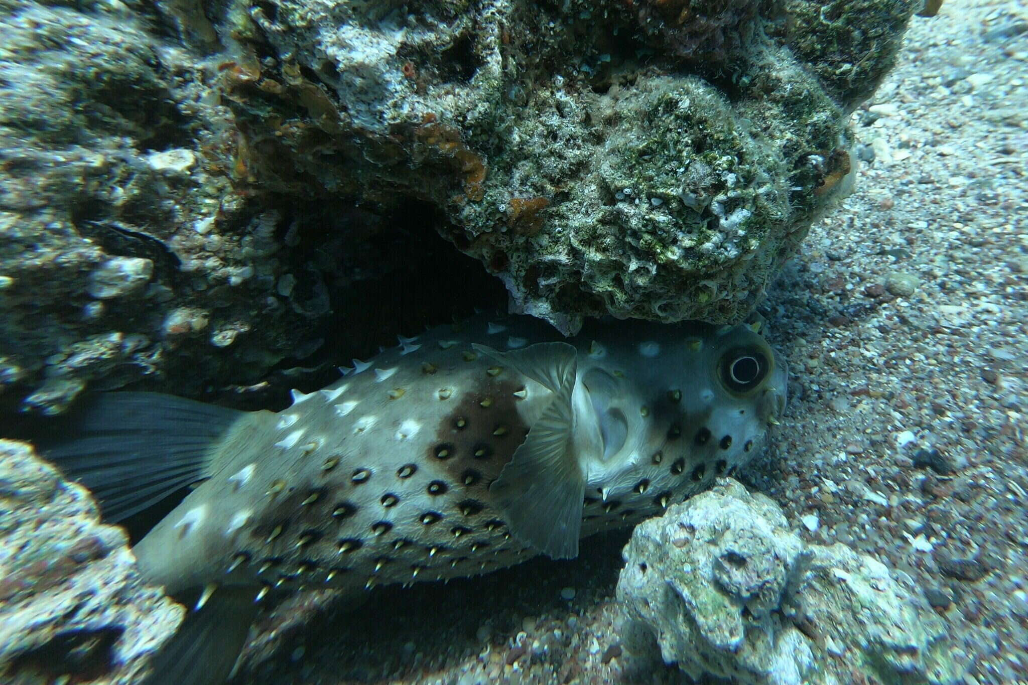 Image of Ballonfish