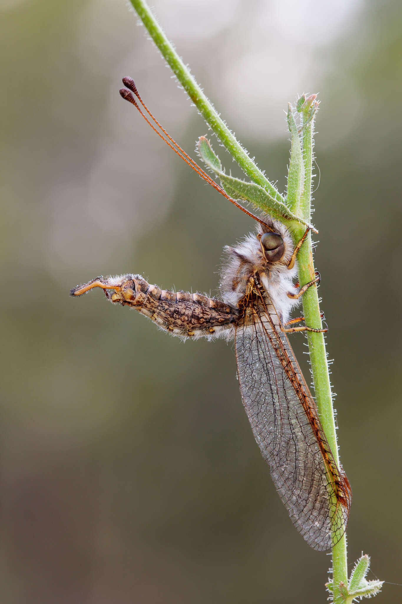 Sivun Bubopsis andromache U. Aspöck et al. 1979 kuva