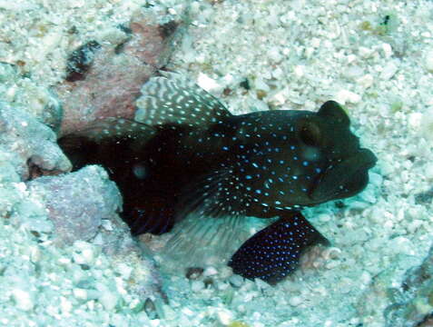 Image of Y-bar shrimp goby