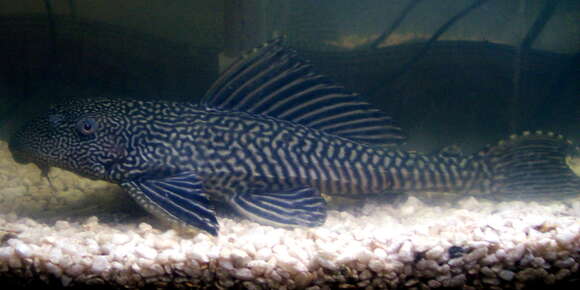 Image of Amazon sailfin catfish