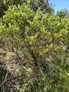 Sivun Arctostaphylos manzanita subsp. laevigata (Eastw.) Munz kuva