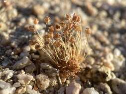 Image of White pygmy-poppy