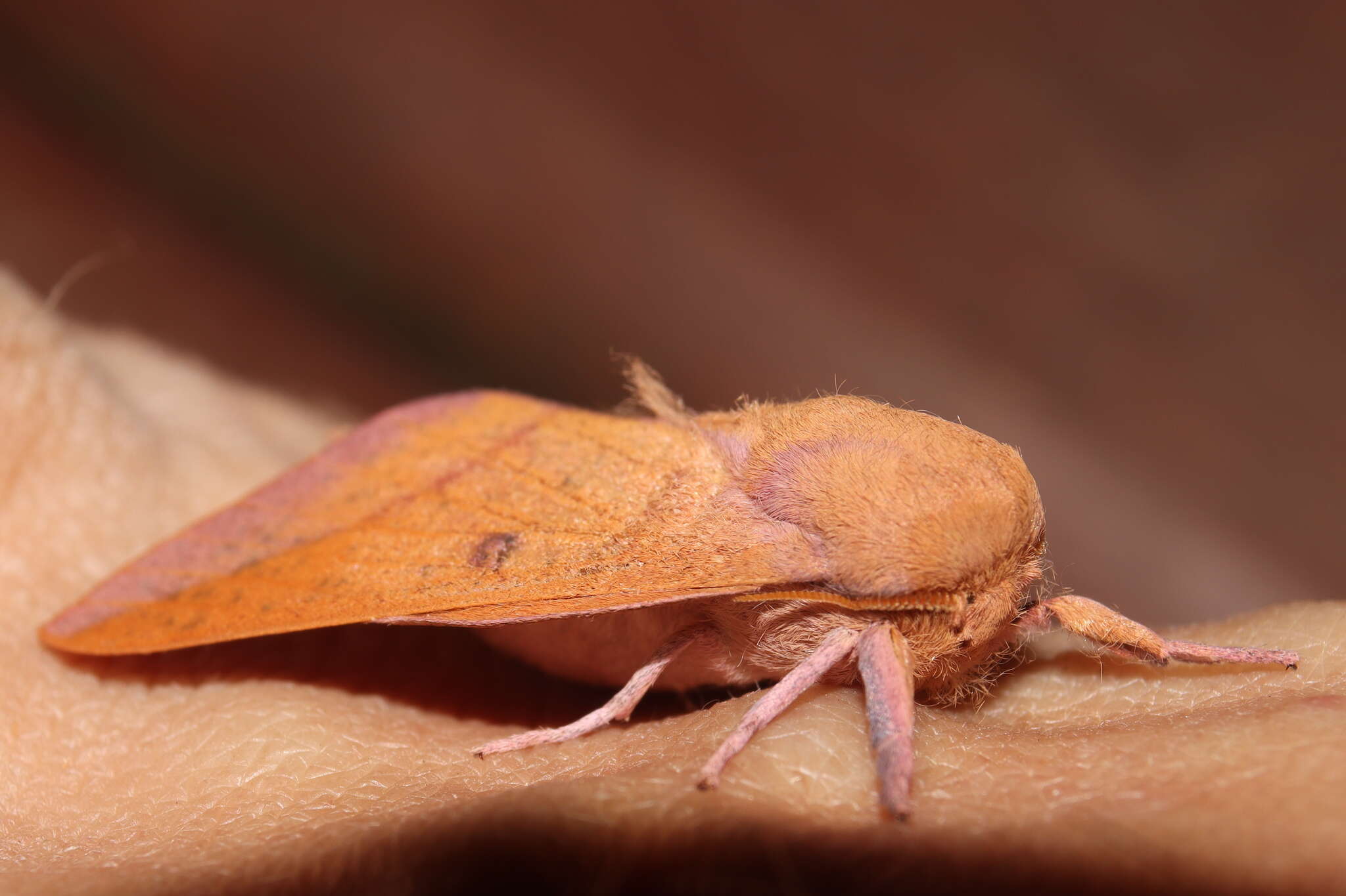 Image of Adeloneivaia apicalis