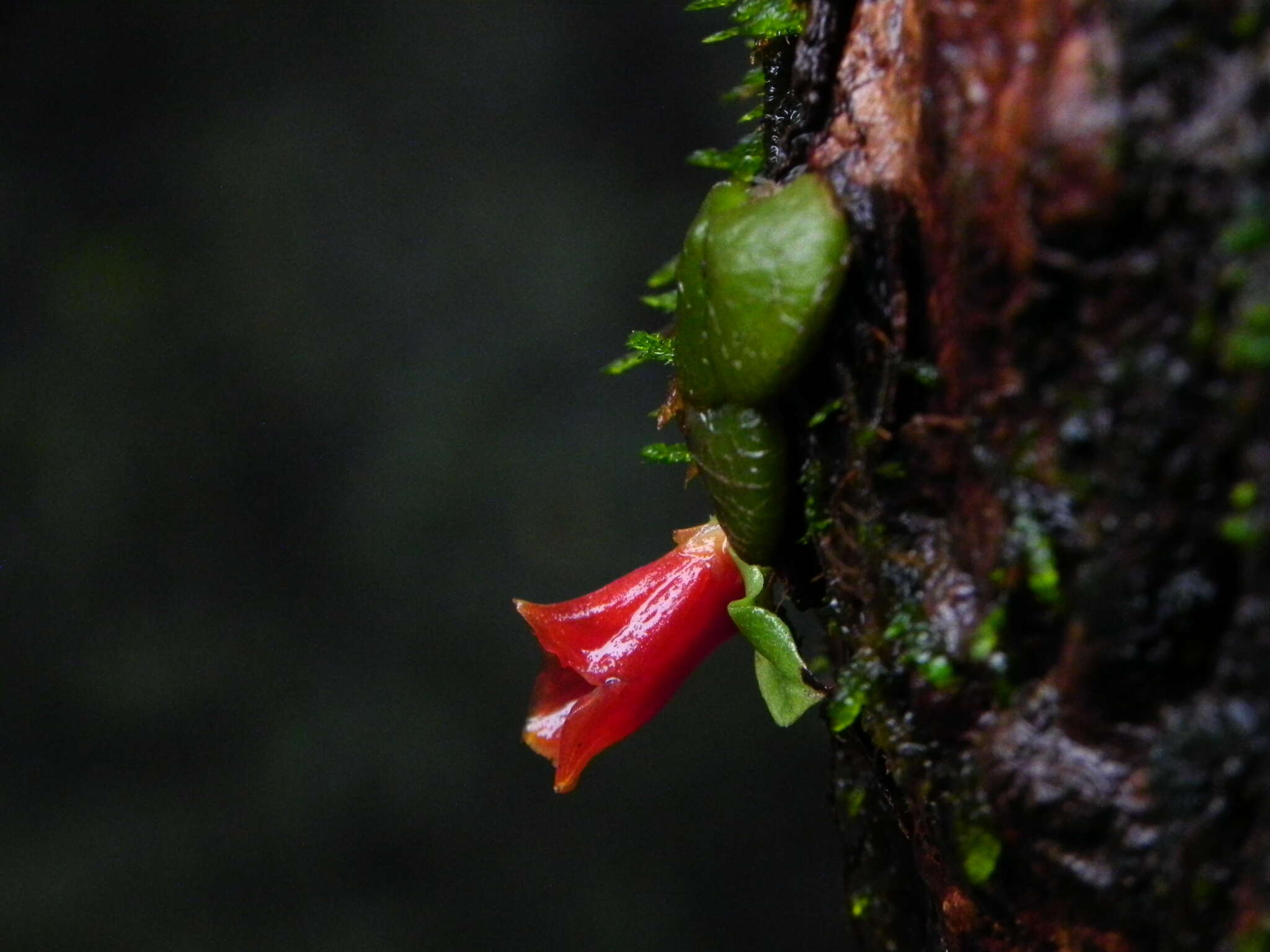 Image of Porpax reticulata Lindl.