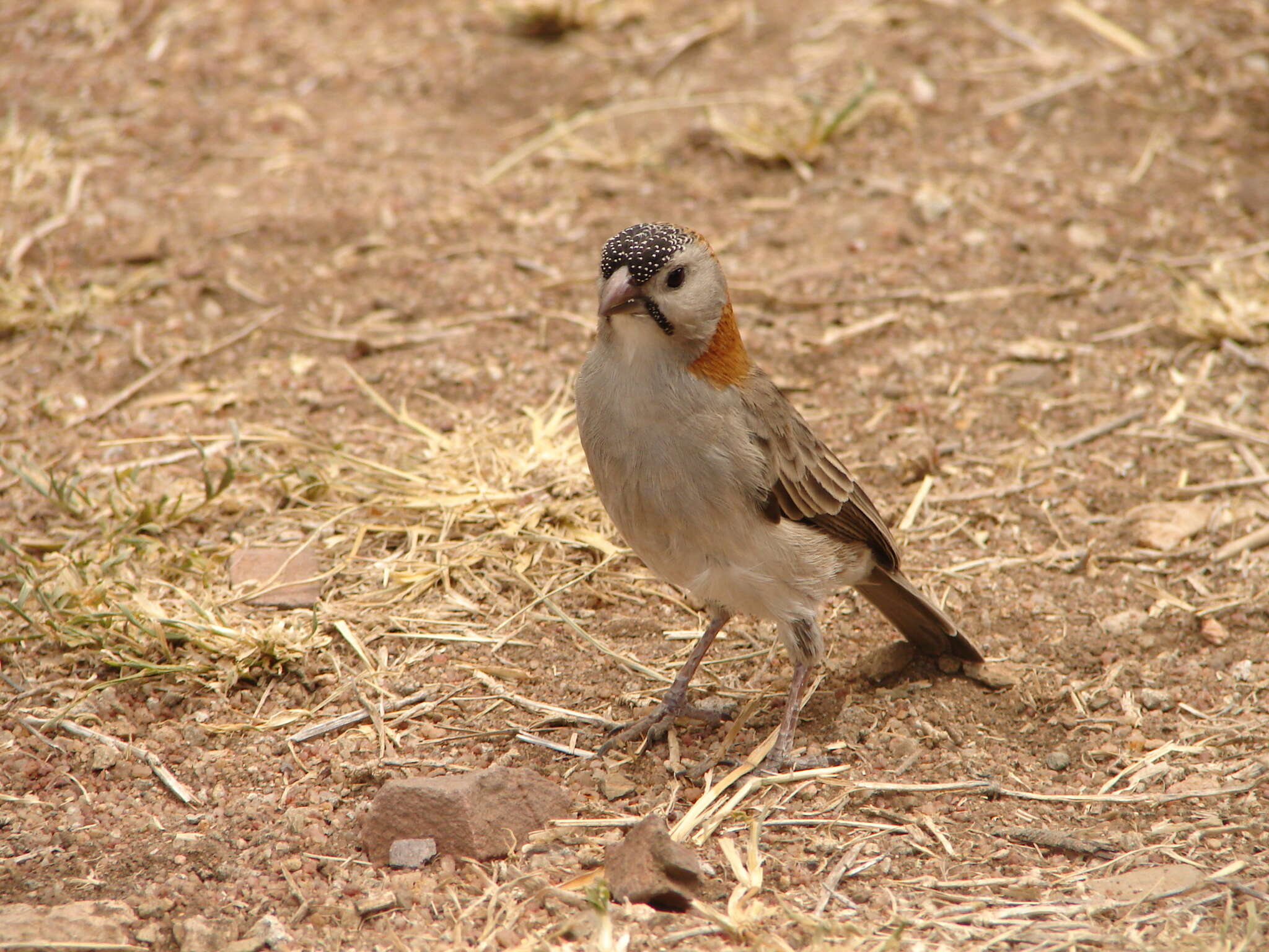 Image of Sporopipes Cabanis 1847