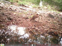 Image of Agile Wallaby