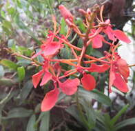 Image of Red Vanda Orchid