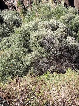 Image of Olea europaea subsp. cerasiformis G. Kunkel & Sunding