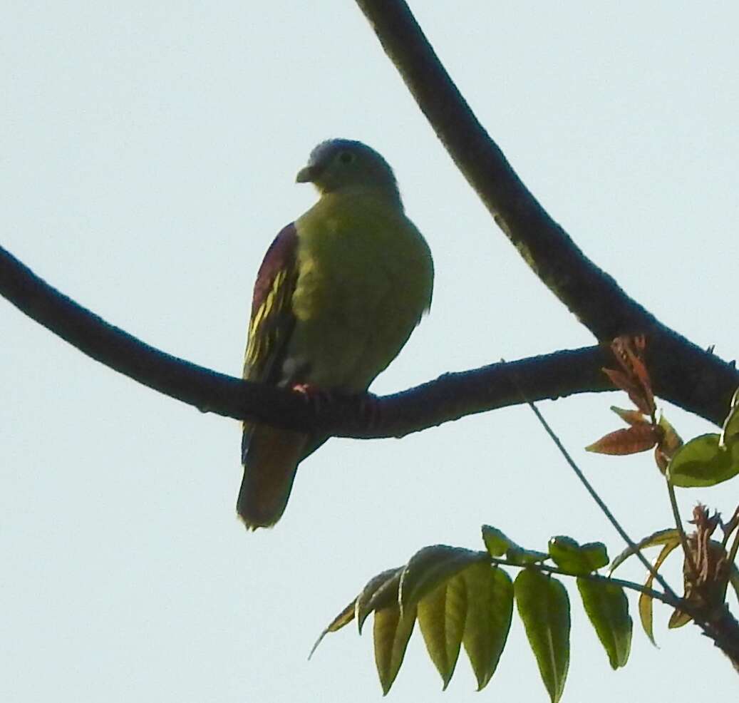 Image of Thick-billed Green Pigeon