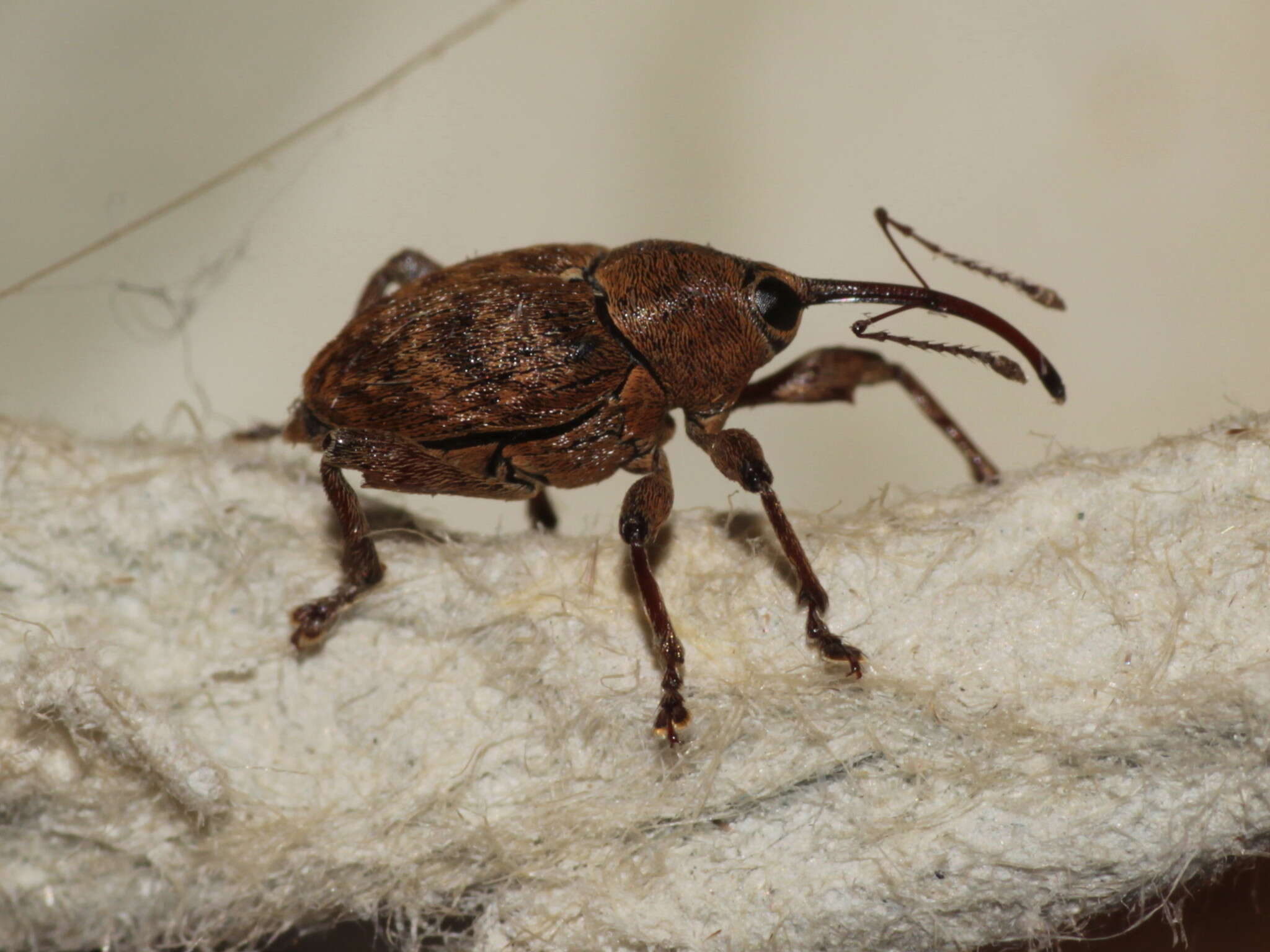 Image of Acorn weevil