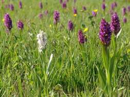 Dactylorhiza incarnata (L.) Soó resmi